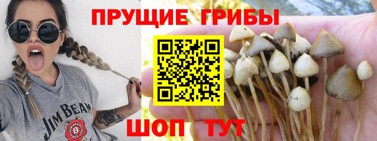Псилоцибиновые грибы прущие грибы  Псилоцибиновые грибы Magic Shrooms  Вход с VPN  Брянск 